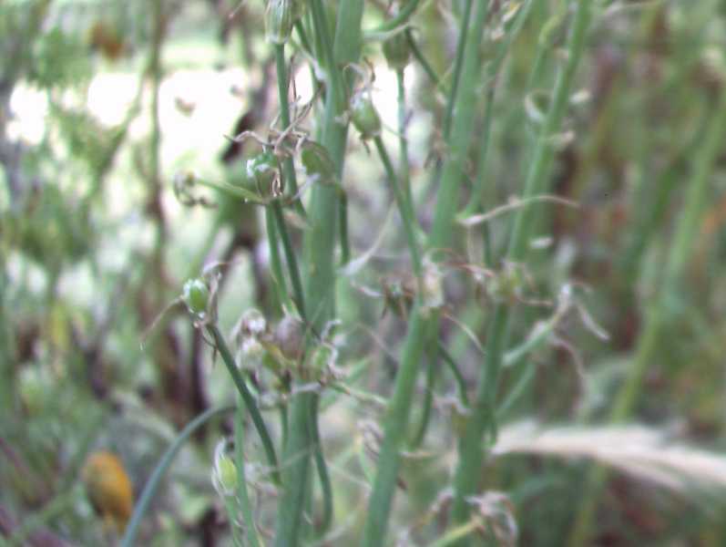 Loncomelos narbonensis